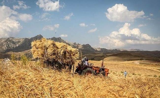 بیمه-رایگان-گندم-در-بیش-از-۶-میلیون-هکتار-اجرایی-شد2