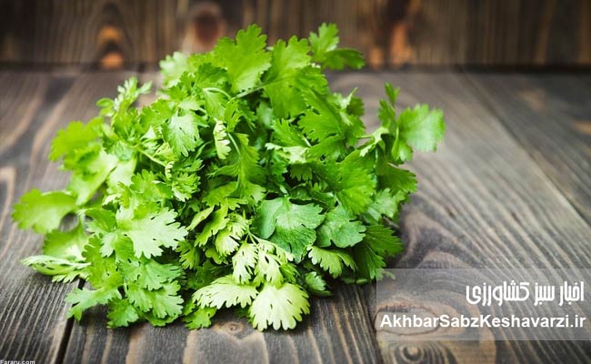 گشنیز؛-سبزی-ساده-با-آینده‌ای-جهانی-در-کشاورزی-سبز.jpg-2