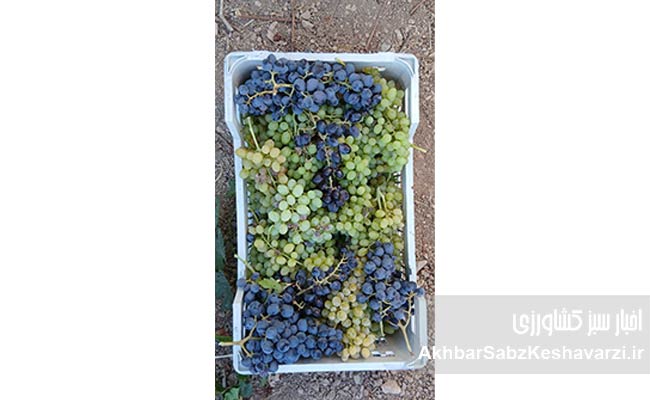 داستان-باغدار-گایکانی-در-تولید-انگور-سالم.-3