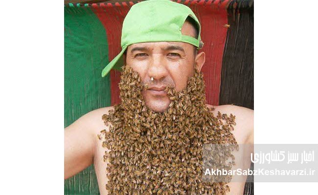 متن-خبری-درباره-«[-زنبورداری-در-افغانستان-در-چنبره-حکومت-طالبان-3