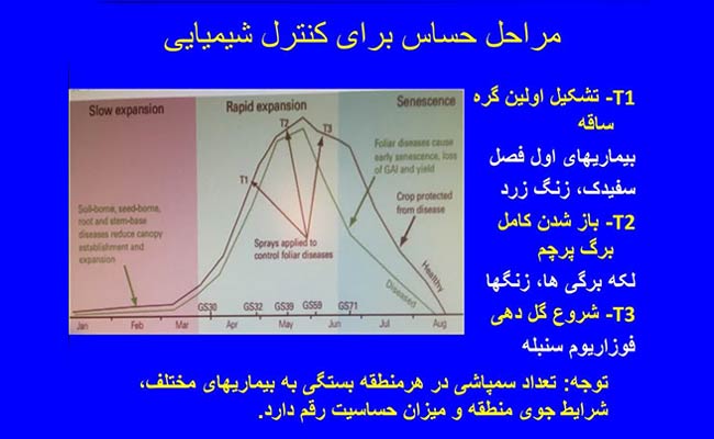 سم‌پاشی-گندم-و-اهمیت-آن--6