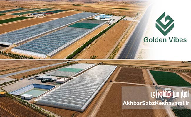 تابش-طلایی؛-رویکردی-نوین-در-مشارکت-با-گلخانه‌داران1