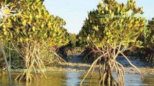 شوری آب و خشکیدگی درختان جنگل‌های مانگرو