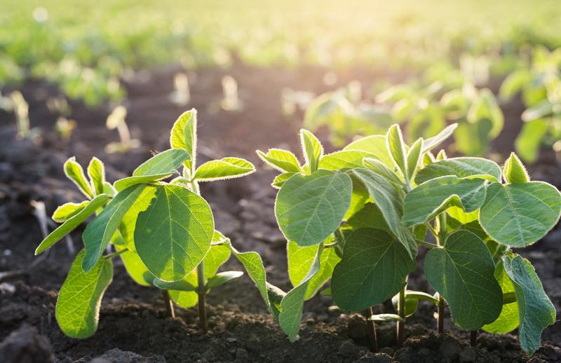 Crop Progress: Corn Planting Complete, Soybean Planting at 96% | CropWatch | University of Nebraska–Lincoln