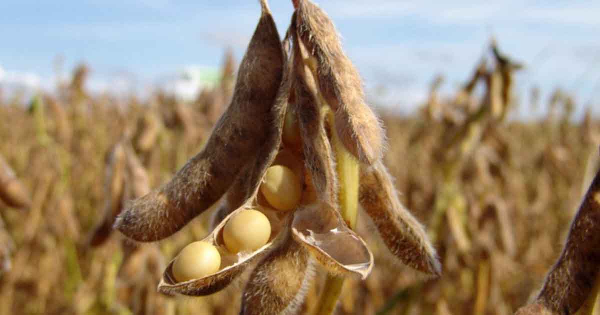 Pakistan's new soybean cultivation to cut $5,000m imports