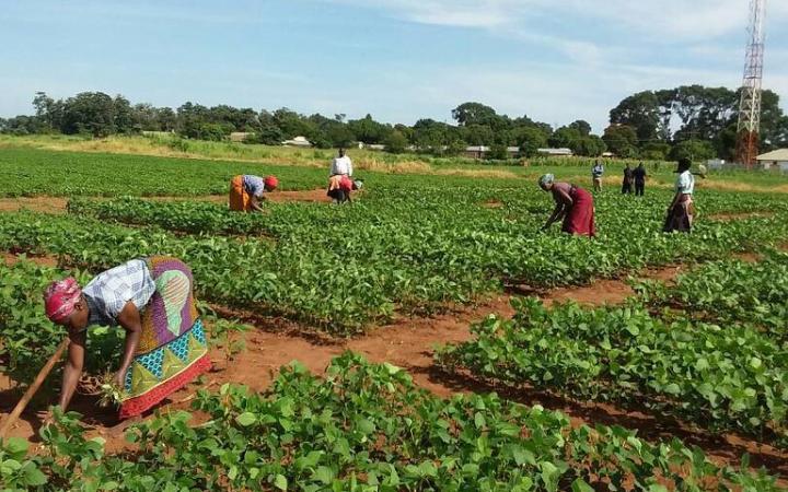 Soybean Innovation Lab Assists Crop Production in Africa | Lab Manager