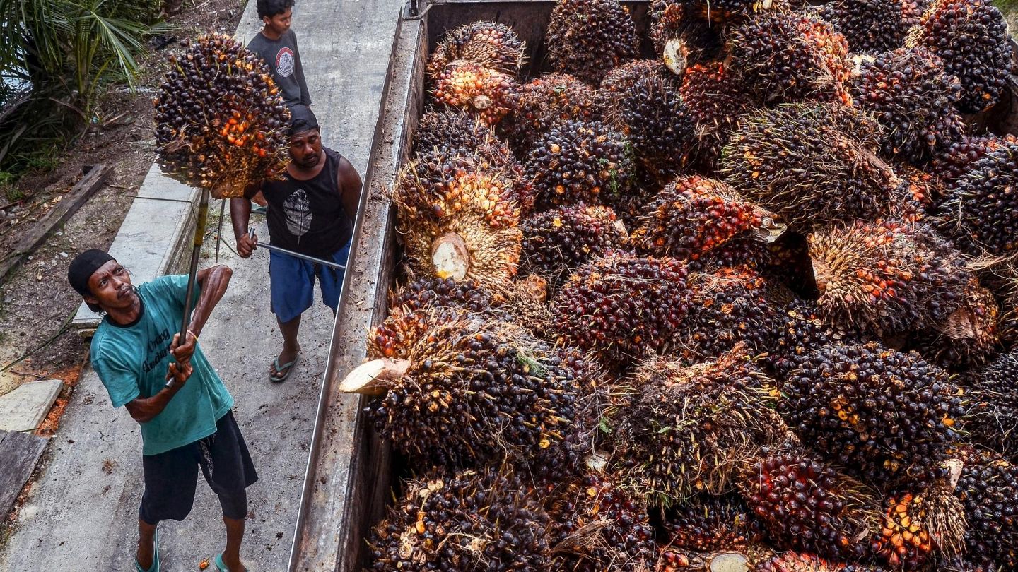 Palm oil exports banned in Indonesia as Ukraine war causes prices to soar | Euronews