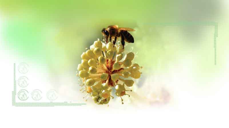 زنبورهای عسل؛ همکاران کشاورزان