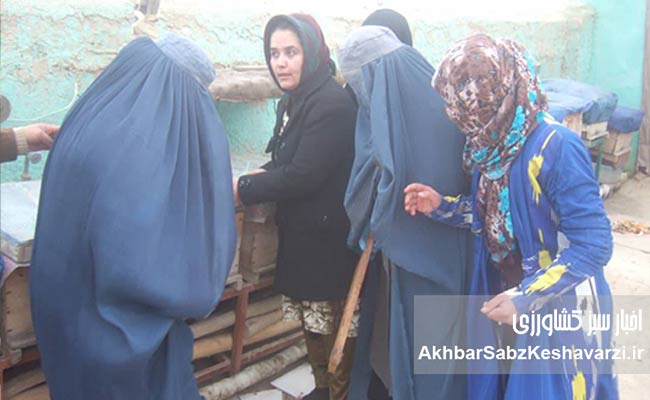 متن-خبری-درباره-«[-زنبورداری-در-افغانستان-در-چنبره-حکومت-طالبان