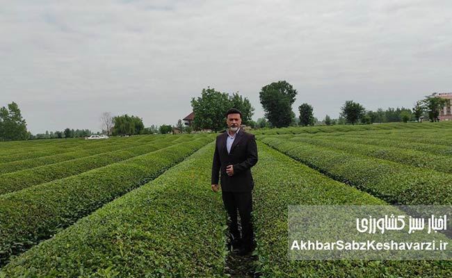 روز-جهانی-چای-5