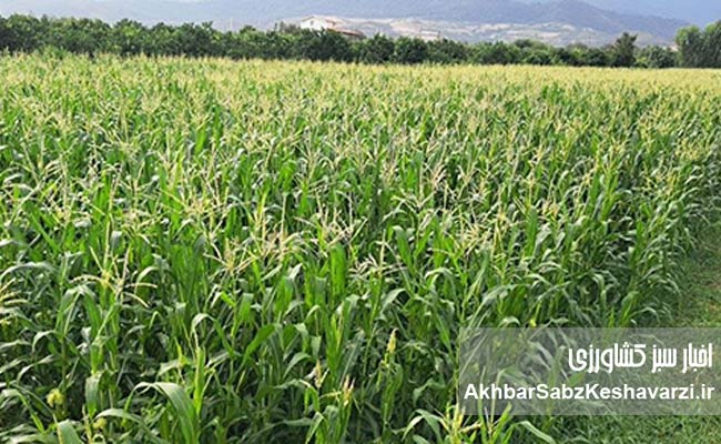 کفشدوزک‌ها-و-کنترل-طبیعی-آفات-2
