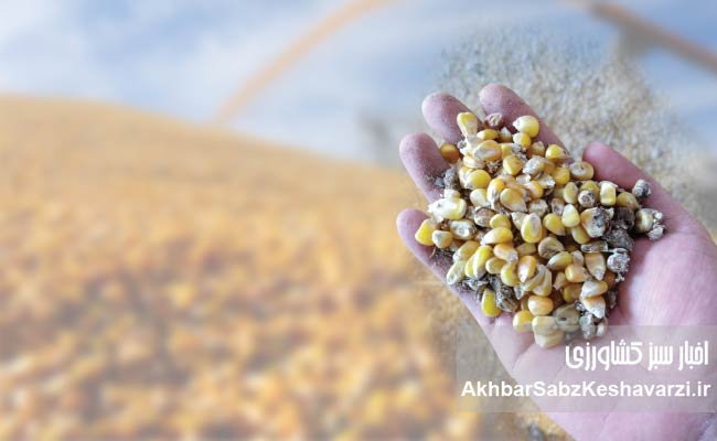 غذای-دام-را-آزمایش-کنید؛-تصمیمی-ساده-با-سودی-بزرگ