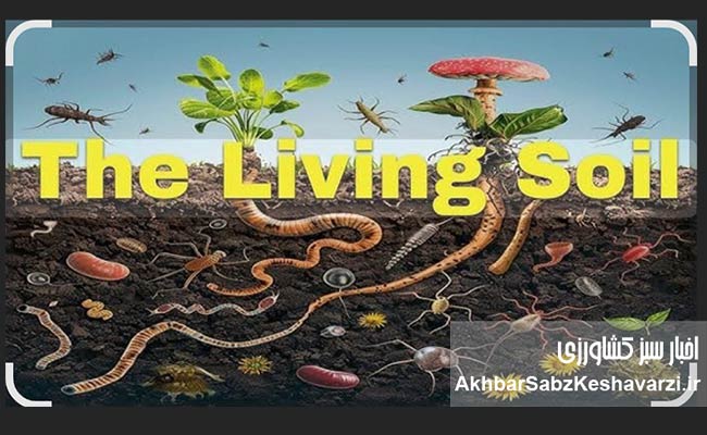 چرا-خاک-را-شخم-نزنیم؟