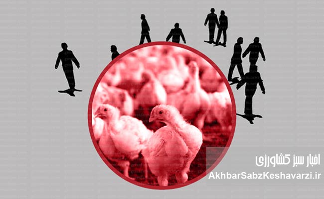 وقتی-بحران-به-سفره-مردم-می‌رسد؛-فجایع-در-صنعت-مرغداری-3