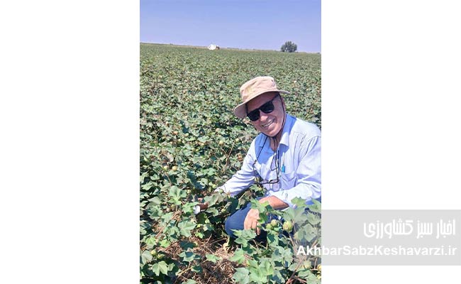 پنبه‌ای-که-از-دل-بقایای-گندم-رویید3