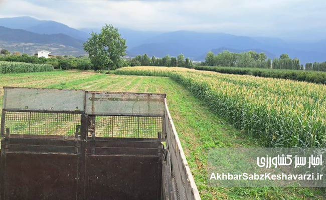 کشاورزی-بی‌خاک‌ورزی-در-بقایای-کلزا3