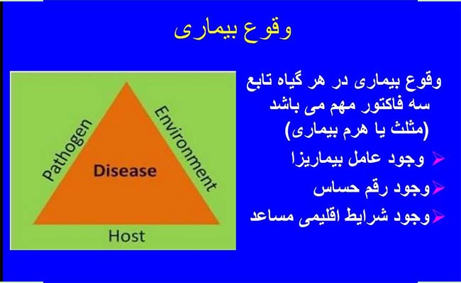 سم‌پاشی-گندم-و-اهمیت-آن--5