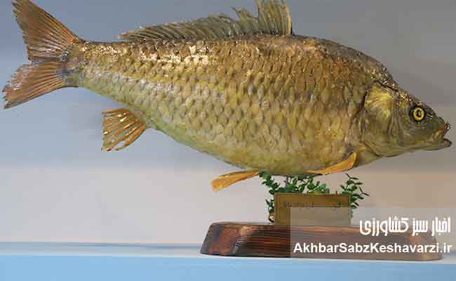 نسل-ششم-پرورشی-ماهی-آزاد-دریای-کاسپین--9