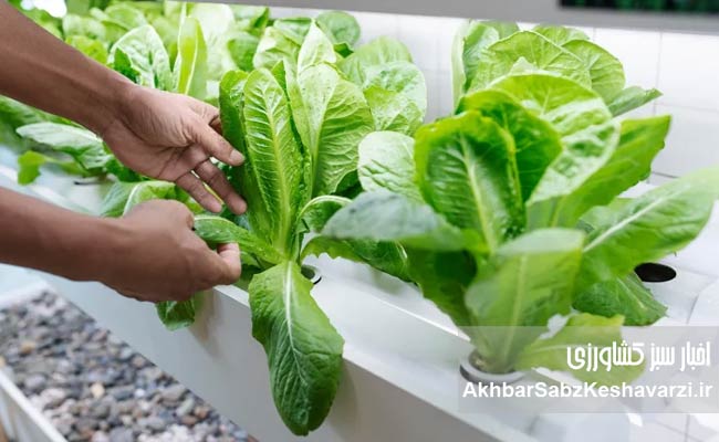 Hydroponic-Farming1
