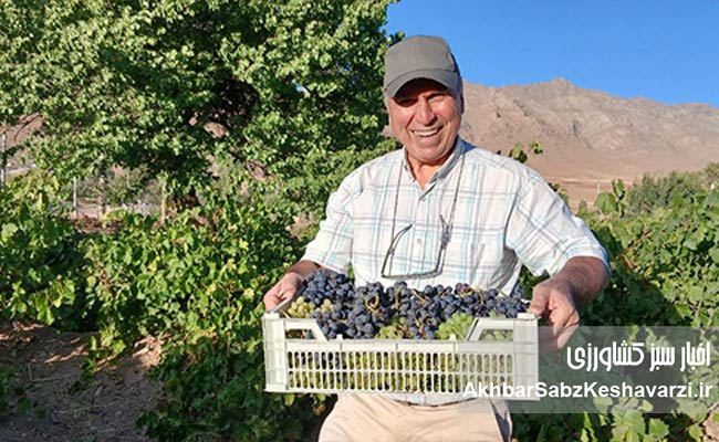 داستان-باغدار-گایکانی-در-تولید-انگور-سالم