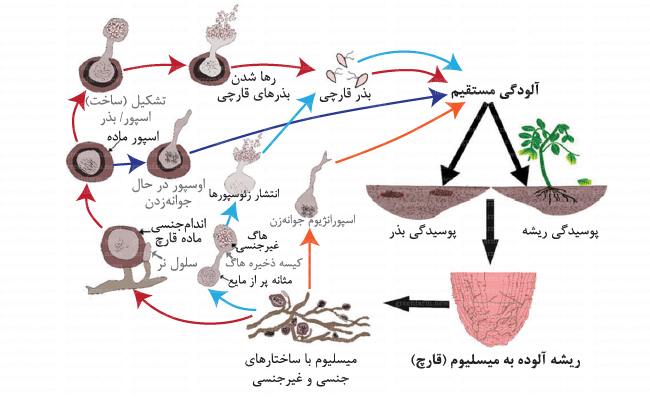 روش‌های جلوگیری از بوته‌میری از نشاها 1