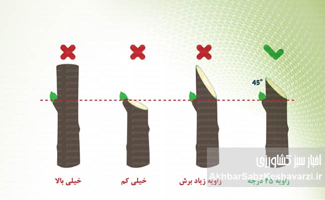 پیش-از-بیداری-درختان؛-آخرین-فرصت-طلایی-هرس-و-کوددهی-باغها-3