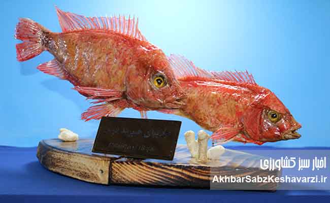 نسل-ششم-پرورشی-ماهی-آزاد-دریای-کاسپین--8
