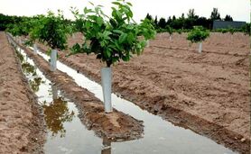 زمان طلایی آبیاری درختان در بهار؛ کلید شکوفایی و باردهی