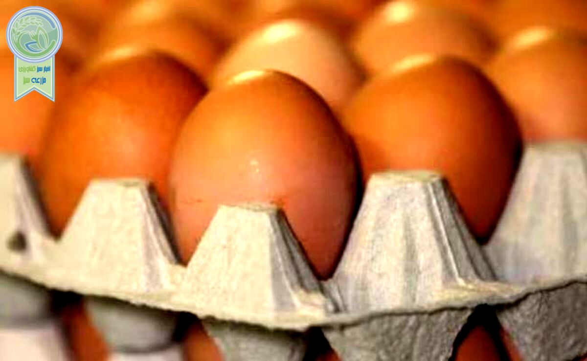 صادرات تخم‌مرغ از مرز ۱۴۰ هزار تن گذشت