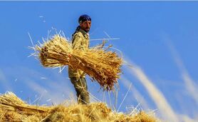 گندمکاران سرگردان در راهرو‌های دولت و مجلس

