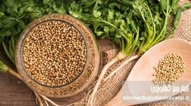 گشنیز؛ سبزی ساده با آینده‌ای جهانی در کشاورزی سبز