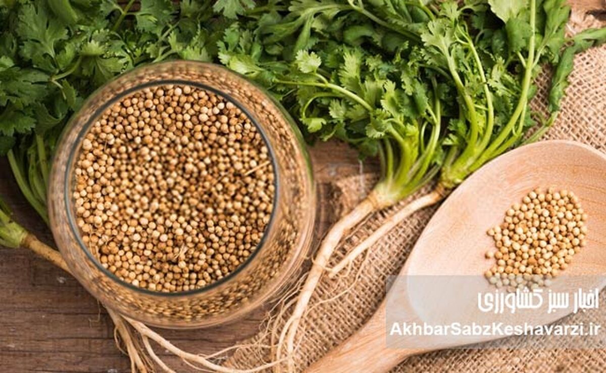 گشنیز؛ سبزی ساده با آینده‌ای جهانی در کشاورزی سبز