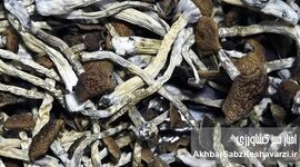 چگونه قارچ‌ها می‌توانند زمین را دوباره زنده کنند؟