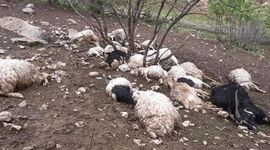 برخورد صاعقه با گله گوسفندان در قزوین ۱۸ رأس دام را تلف کرد