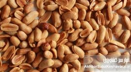 ​بادام‌زمینی: اکسیر جوانی طبیعی، سلاحی قدرتمند علیه پیری زودرس!
