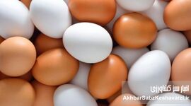 از کمبود نهاده تا کشتار مرغ تخم‌گذار؛ زنجیره‌ای از تصمیم‌های غلط