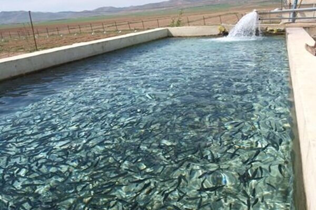 پیشتازی چهارمحال و بختیاری در تکمیل زنجیره ارزش ماهیان سردابی