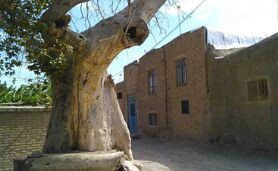 صلاحیت اجتماعی هر کاندیدا، کاشت 100 اصله نهال

