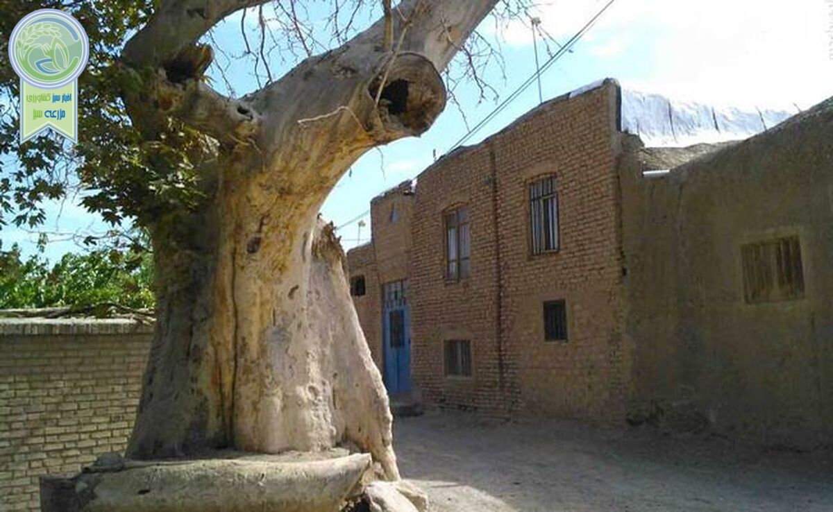 صلاحیت اجتماعی هر کاندیدا، کاشت 100 اصله نهال

