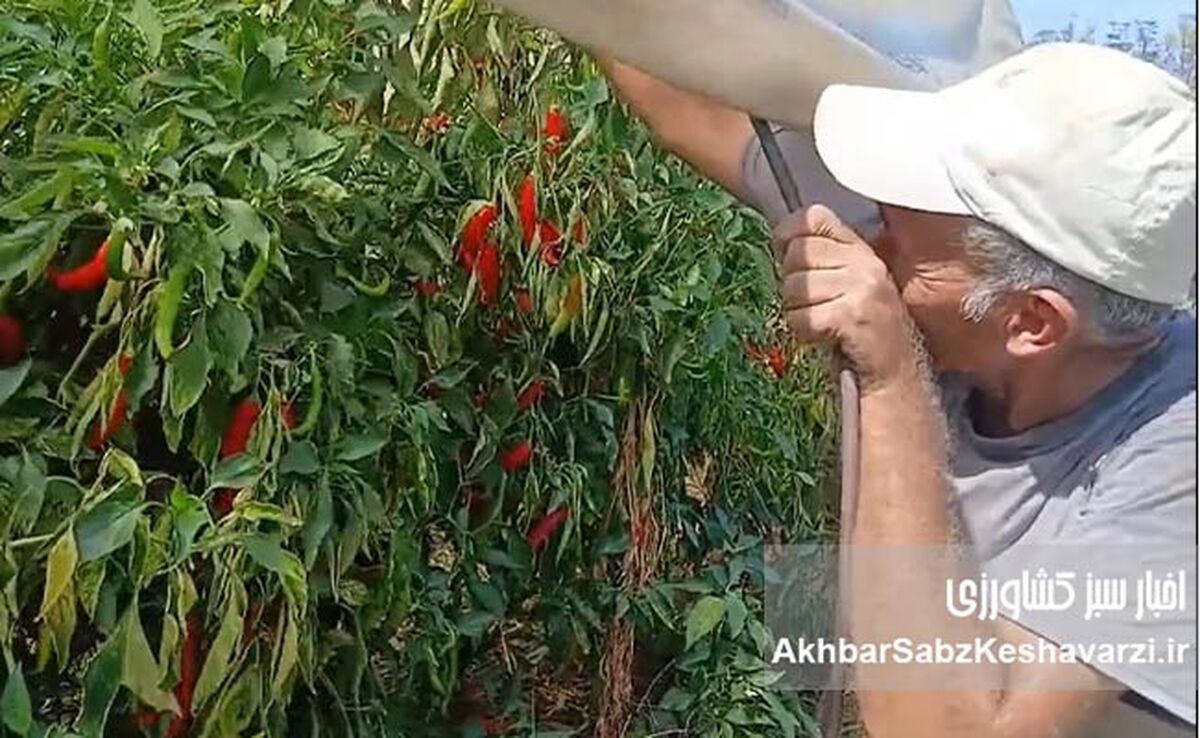 ایلماز؛ کشاورز آلانیا و روایت یک مزرعه از آب، پوشش و تولید پایدار+ ویدئو