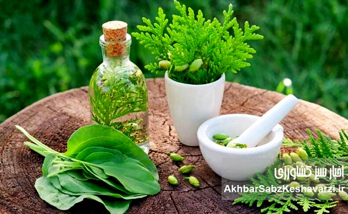 توصیه‌های طب سنتی ایرانی برای کاهش استرس؛ راهکارهای طبیعی و اثربخش