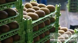  صادرات کیوی از اول مهر آزاد شد+جزئیات بخشنامه گمرکی و شرایط خروج
