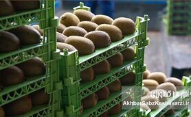  صادرات کیوی از اول مهر آزاد شد+جزئیات بخشنامه گمرکی و شرایط خروج
