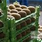  صادرات کیوی از اول مهر آزاد شد+جزئیات بخشنامه گمرکی و شرایط خروج
