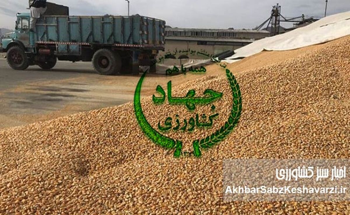 زنگ خطر برای امنیت غذایی: کاهش شدید واردات نهاده‌های دامی