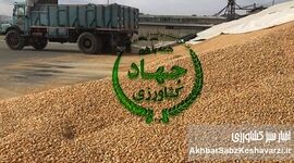زنگ خطر برای امنیت غذایی: کاهش شدید واردات نهاده‌های دامی