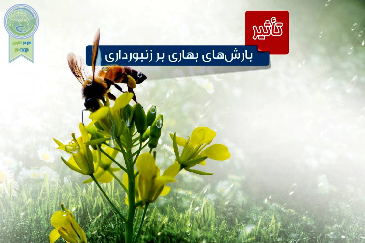 تأثیر بارش‌های بهاری بر زنبورداری