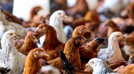  تامین واکسن آنفلوانزای فوق حاد پرندگان به میزان کافی

