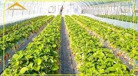 استراتژی بقا و ثروت در عصر بازسازی؛ سودآورترین محصولات گلخانه‌ای در سال ۱۴۰۵