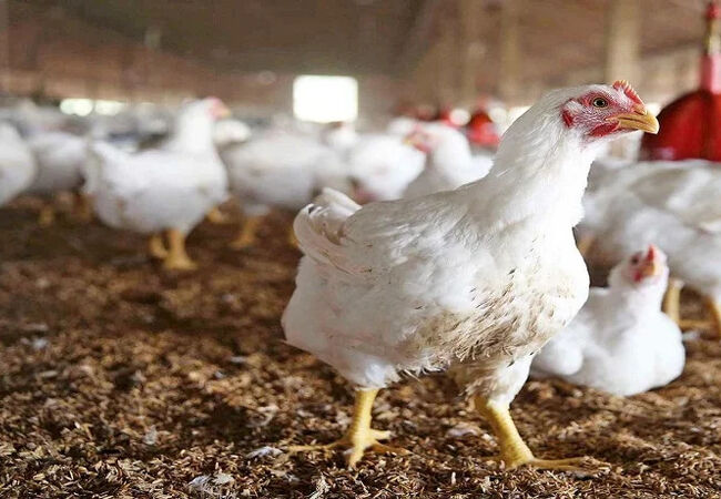 مرغداران در فروش هر کیلو مرغ تا ۶۰ هزار تومان زیان می‌دهند
